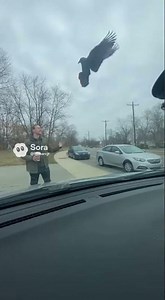 Hawk Steals Hat, Poops on Windshield! Unbelievable Dashcam Footage! #HawkAttack #funny #viralvideo