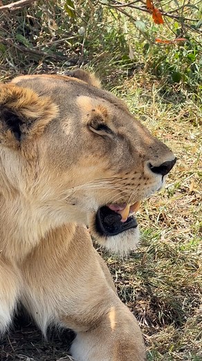 Fear The Female. #Lioness #Hunter 🐾🐾🐾 @bountifulsafaris safari is the best FR. | BETTY KYALLO
