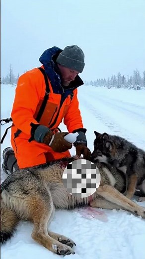 Wolf Rescue — man helps a wolf stranded on the roadside