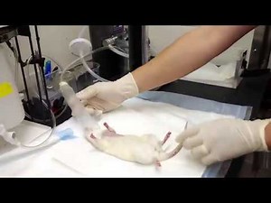 ECG 02 - Rat and Other Small Animal ECG Preparation
