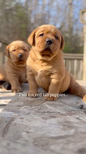 31K views · 2.4K reactions | You heard right!凉 We have a brand new litter of fox red lab puppies ON THE WAY!! We could not be more thrilled. Who else is excited?? #englishlabpuppy #englishlabrador #foxredlabpuppy #foxredlab #foxredlablove #foxredlabradorsofinstagram | The Happiest Labrador | Facebook