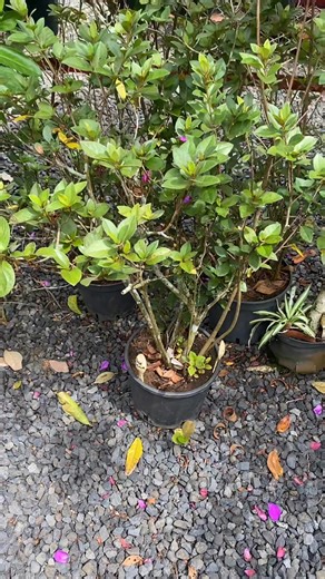 🌸 AZALÉES EN FLEUR – DISPONIBLES CHEZ ARTOF ! 🌿 De véritables joyaux pour vos jardins ✨ Les Azalées offrent une floraison spectaculaire et colorée, idéale pour apporter une touche d’élégance et de fraîcheur à vos espaces extérieurs 💐 🪴 Hauteur : 1 m 📦 Pot : 7,5 L 💰 Prix : 10 000 F le pot Les azalées aiment la lumière douce et un arrosage régulier, parfaites en pot ou en massif 🌿 📍 Disponibles dans vos deux pépinières ARTOF : • Paea • Taravao 📞 89 46 66 67 💬 Par MP sur la page Facebook 