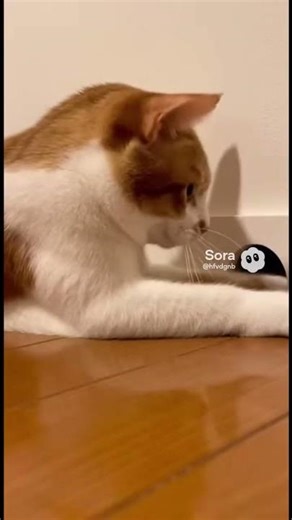 Real Life Tom and Jerry: Cat vs Mouse Hole