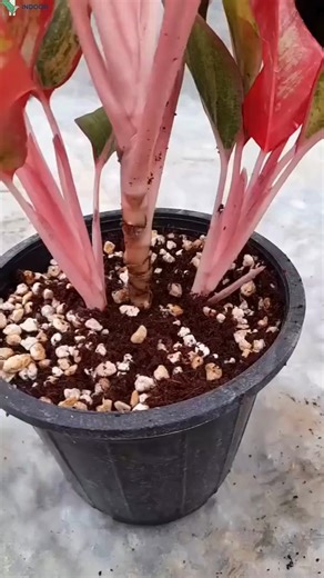 House Plant | Indoor Garden Web