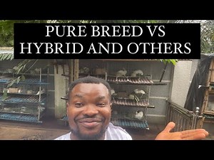 What is the difference between PURE BREED RABBIT, HYBRID, CROSSED BREED, MIXED BREED AND LOCAL BREED