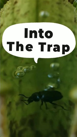 Pitcher Plant Trap in Slow Motion | Nature Documentary Short