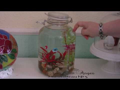 Triops - Urzeitkrebse züchten - 9 Wochen gefilmt - ein ganzes Krebsleben