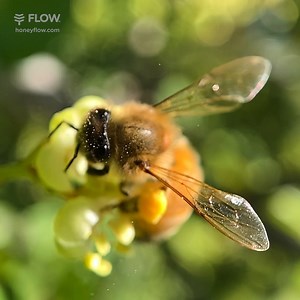 71K views · 8.5K reactions | WORLD BEE DAY  World Bee Day marks a...