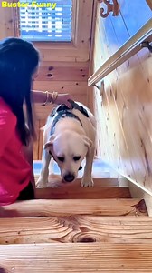 20K views · 487 reactions | First Time on the Stairs — New Pet Adventure! Every step is a new challenge!  Watch this brave pup take on the stairs for the first time — it’s cute, clumsy, and totally unforgettable!  | Buster Funny | Facebook