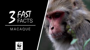 Happy World #MonkeyDay! 🐒 Did you know that Japanese macaques are also known as Japanese snow macaques or snow monkeys? Check out these 3 Fast Facts to see them bathing! 🐵🛀 | WWF-Canada