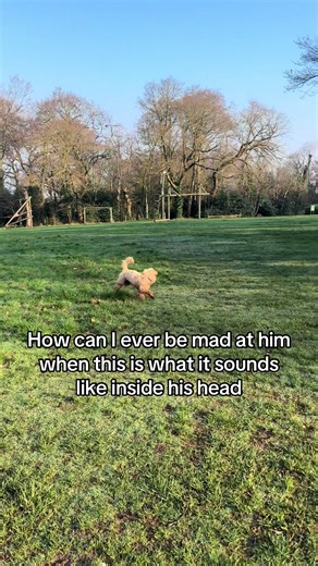 Understanding My Little Love: The Cockapoo's Thoughts