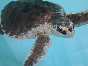 Rescue Has Saved 40 Sea Turtles Since Moving To Turtle Back Zoo
