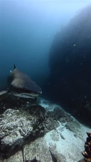 TEGAN ANNE 🌴Women’s Ocean Retreats on Instagram: "My biggest fear… I get asked all the time do I ever get scared diving with sharks and I can honestly say no. What scares me more is an ocean without these beautiful creatures. Sharks are so vital to our marine ecosystems and scientists often use shark abundance, diversity, and size structure as indicators of reef health, food-web stability, and fishing pressure. Would you swim with sharks? #marinebiologist #sharkconservation #freediving #marines