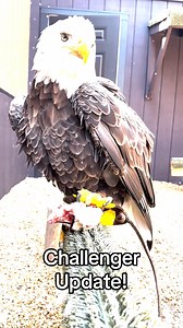 32K views · 715 reactions | We're thrilled to share that Challenger...