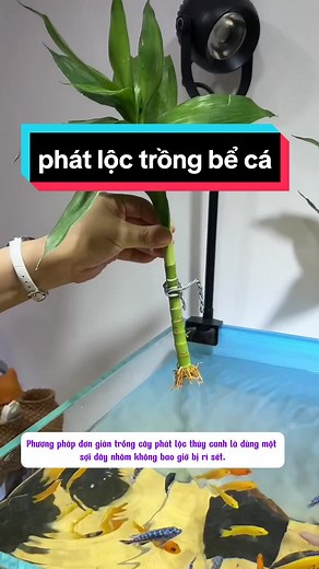 Cách trồng cây phát lộc thủy sinh đơn giản