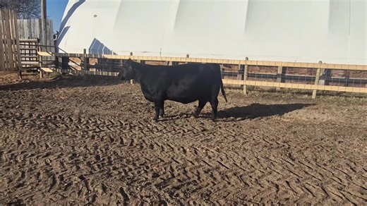 Barry Young on Reels