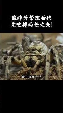 狼蛛是如何繁育后代的？！ #趣聞 #大陸 #动物科普
