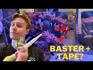 Clownfish Not Hosting Your Anemone? Try These 5 Easy Tips!!