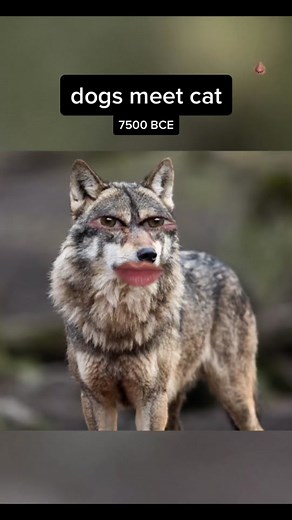 the crossover episode #skit #catsoftiktok #dogsofttiktok #prehistoric #earlyhuman #funny #catlover #doglover #learnontiktok