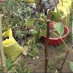 287K views · 874 shares | Grafting Cutter Price: 2200 Cash on Delivery Call/whatsapp: 0322 40 666 37 0311 433 8 666 | AGRO POWER | Facebook