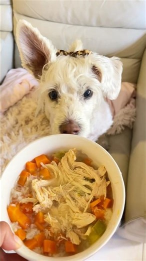 Chicken and rice soup for the babies 🐶 #homemadedogfood #recetafacil #recipe