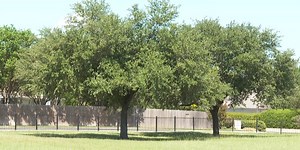 ‘Cooling College Station’ plan continues with help from Texas A&M Forest Service