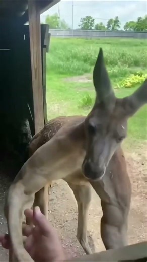 MAGIC Animal Transformations! 🔥