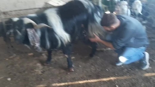 Caring for Goat Hooves: A Step-by-Step Guide