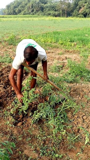 Taking Care of Tomato Plants #shorts