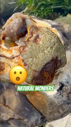 A Rockhound’s Surprise In A Rockpool.#beachfinds#rockhounding#jurassiccoast