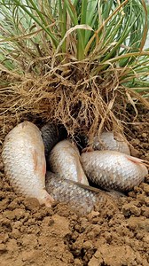 Unbelievable technique catching big stuck carp fishing #fish #fishing #video #reels | Only Fishing