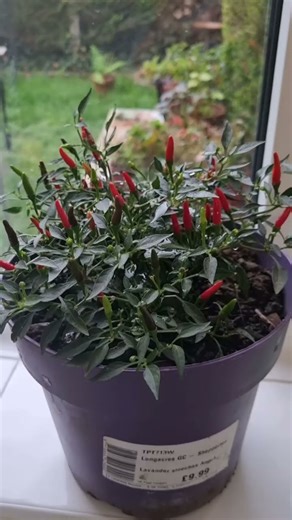 kalo di UK cabe rawit mah dijual pake pot #caberawit #tanamanpekarangan #farmer