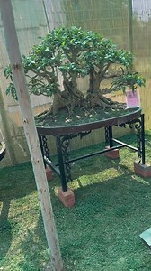 6.1K views · 40 reactions | Experience the beauty of rare and decades-old trees at the Chandigarh Rose Festival! Witness the most expensive and exotic plant collections.#ChandigarhRoseFestival #RoseFestival2025 #RareTrees #OldTrees #NatureLovers #BotanicalBeauty #GardenLovers #ChandigarhDiaries #FloralFestival #TreePhotography | Malwa Farmhouse | Facebook