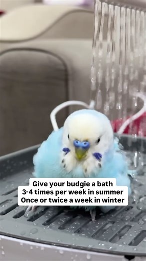 budgie info world | Mini loves the SkySpray Bath!😍 #budgie #budgies #budgerigar #budgerigars #parakeet | Instagram