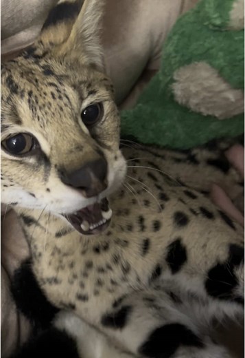 Sogga the Serval Cat Enjoys Belly Rubs
