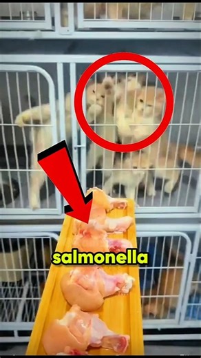 You Might Be Killing Your Cat Without Knowing… Here’s Why 😱 #cats #catshealth #petcare