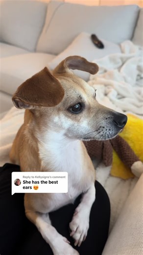 Replying to @Kellysigns they’re sooo floppy 😍😍 #chiweenie