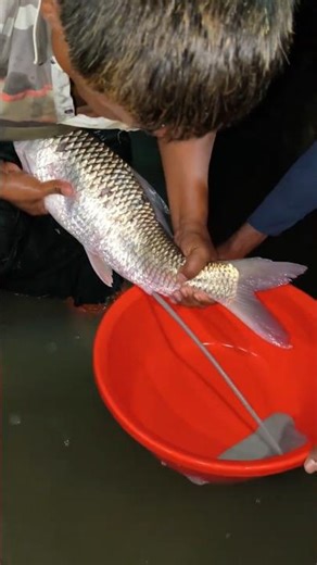 Giant Mrigel Fish Breeding In Farm #shorts
