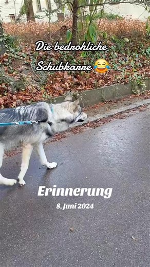 Understanding the American Wolfdog Breed