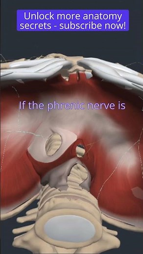 Nerve Innervation of the Diaphragm