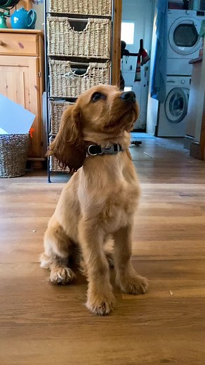 Axel, the Cocker Spaniel on TikTok