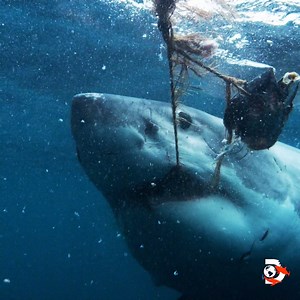 7.2K views · 446 reactions | Underwater ultrasound imagery, tissue data, DNA analysis. Behind the Mega Moments of Mega Predators of Oz: www.discovery.com/shark-week/mega-predators-of-oz-pictures #SharkWeek | Shark Week | Facebook