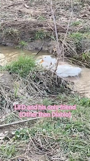 Glad we have a buddy for Lil D since Diablo is now with Lilly #duck #ducks #farm