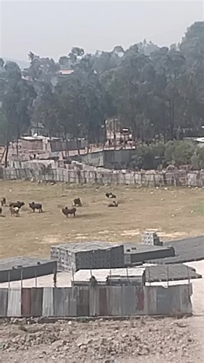 abedigadisaa (@abedigadisaa)’s videos with original sound - bbbbbbbbbbbbbbbbbbb