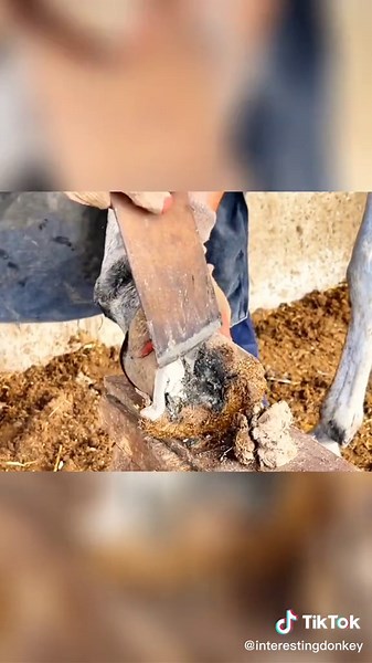 interestingdonkey on TikTok