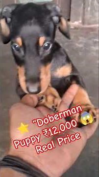 “Doberman Puppy 😱 Real Price Revealed in India 2025 🔥 Nobody Tells You This! #Shorts