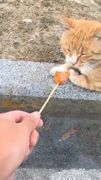 Cats Being Silly and Funny | Hilarious Cat Moments