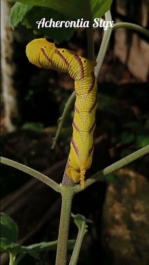 Acherontia Styx Eastern Death's head Hawkmoth in Moru #nature