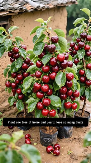 dwarf cherry | Dodo Garden