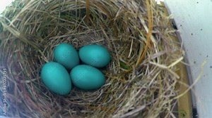 nest with eggs. The first time in the 5 years the Robins have used this nest, it has 4 eggs. That's a large brood. Nesting box at our house in Windsor in Broome County in Upstate NY.